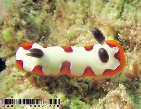 tWi~E~EV Chromodoris fidelis