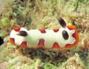 tWi~E~EV Chromodoris fidelis