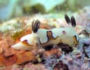 tWi~E~EV Chromodoris fidelis