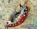 tWi~E~EV Chromodoris fidelis