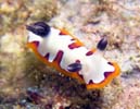 tWi~E~EV Chromodoris fidelis