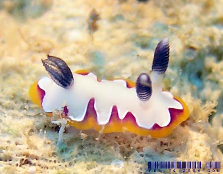 tWi~E~EV Chromodoris fidelis