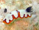 tWi~E~EV Chromodoris fidelis