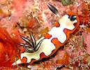 tWi~E~EV Chromodoris fidelis