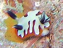 tWi~E~EV Chromodoris fidelis