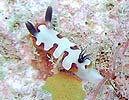 tWi~E~EV Chromodoris fidelis