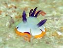 tWi~E~EV Chromodoris fidelis