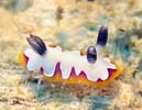 tWi~E~EV Chromodoris fidelis