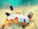 tWi~E~EV Chromodoris fidelis