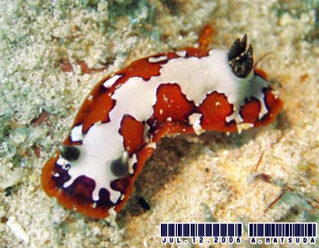 tWi~E~EV Chromodoris fidelis