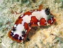 tWi~E~EV Chromodoris fidelis