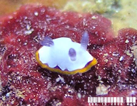 tWi~E~EV Chromodoris fidelis