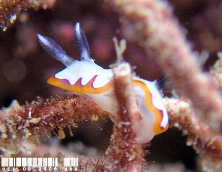 tWi~E~EV Chromodoris fidelis