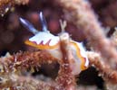 tWi~E~EV Chromodoris fidelis