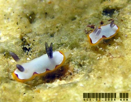 tWi~E~EV Chromodoris fidelis