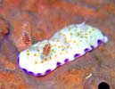 qRE~EV Chromodoris rufomaculata