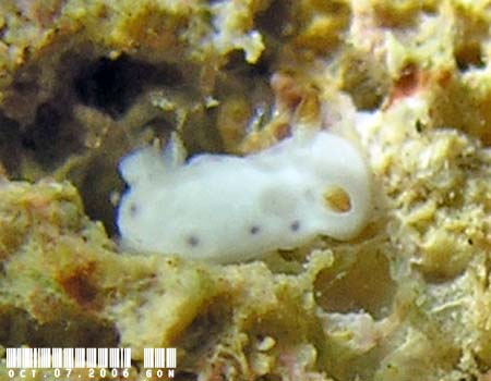 �R�����E�~�E�V���̂P�� Chromodoris sp. 14