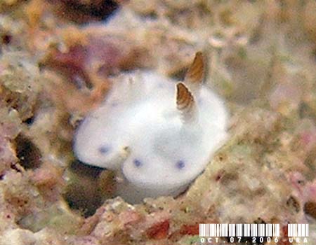 �R�����E�~�E�V���̂P�� Chromodoris sp. 14
