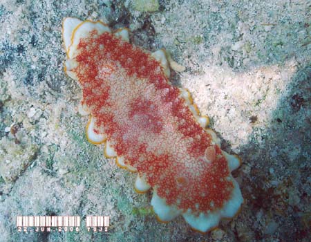 �T���T�E�~�E�V Chromodoris tinctoria