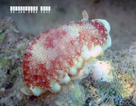 �T���T�E�~�E�V Chromodoris tinctoria