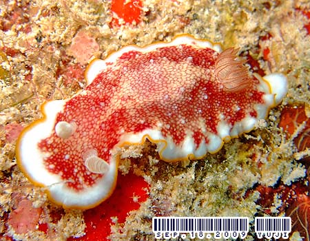 �T���T�E�~�E�V Chromodoris tinctoria