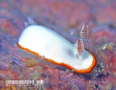 ~i~VqE~EV Chromodoris verrieri