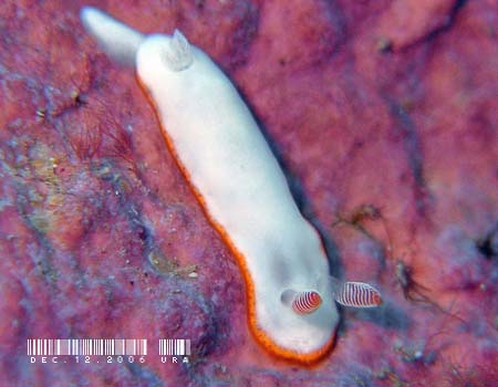 ~i~VqE~EV Chromodoris verrieri