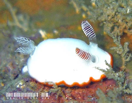 ~i~VqE~EV Chromodoris verrieri