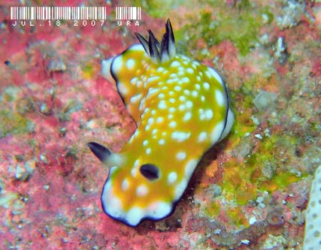 Nh[XEBu[^ Chromodoris vibrata