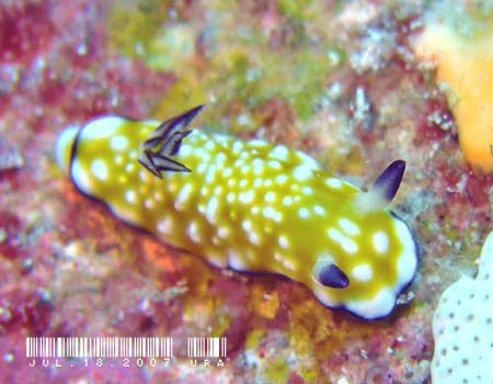 Nh[XEBu[^ Chromodoris vibrata