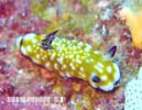 Nh[XEBu[^ Chromodoris vibrata