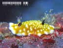 Nh[XEBu[^ Chromodoris vibrata