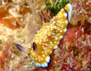 Nh[XEBu[^ Chromodoris vibrata