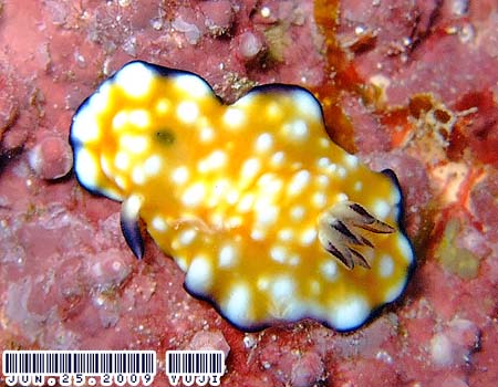 Nh[XEBu[^ Chromodoris vibrata