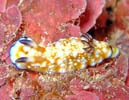 Nh[XEBu[^ Chromodoris vibrata