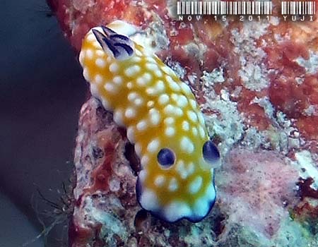 Nh[XEBu[^ Chromodoris vibrata