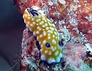 Nh[XEBu[^ Chromodoris vibrata