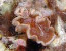 �L���������E�~�E�V Glossodoris rufomarginata