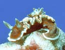 �L���������E�~�E�V Glossodoris rufomarginata