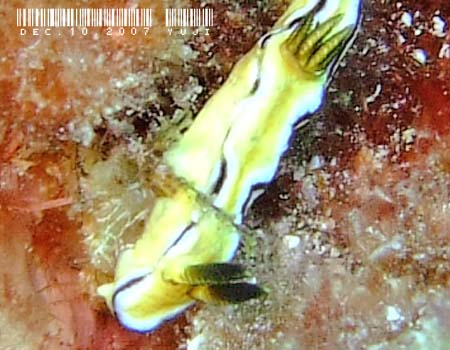 LCE~EV Doriprismatica atromarginata