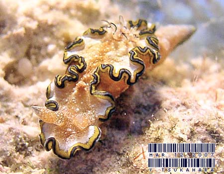 WE~EV Glossodoris cincta