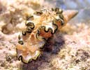 モンジャウミウシ Glossodoris cincta