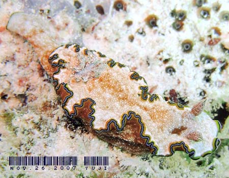 WE~EV Glossodoris cincta