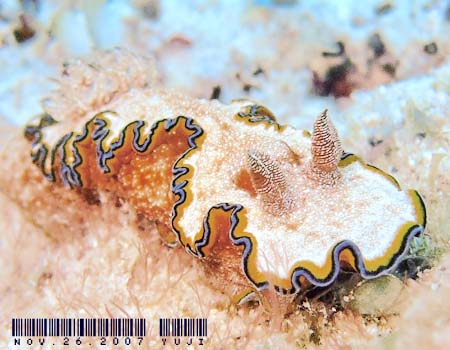 WE~EV Glossodoris cincta