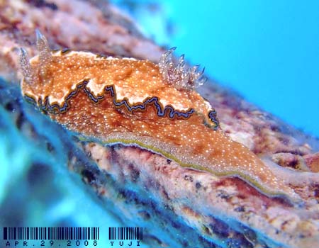 WE~EV Glossodoris cincta