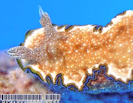 WE~EV Glossodoris cincta