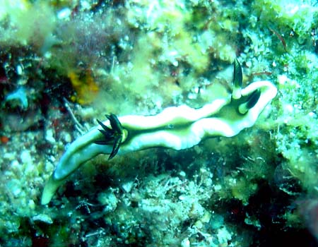 O\h[XEeBb{G Glossodoris tibboeli