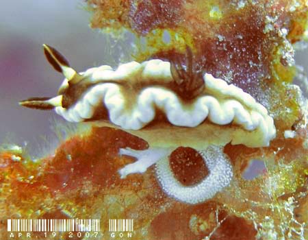 O\h[XEeBb{G Glossodoris tibboeli