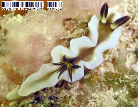 O\h[XEeBb{G Glossodoris tibboeli