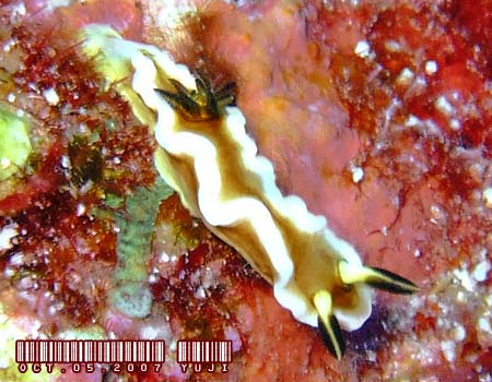 O\h[XEeBb{G Glossodoris tibboeli